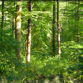 La sauvegarde des forêts | AdminKMFORM1